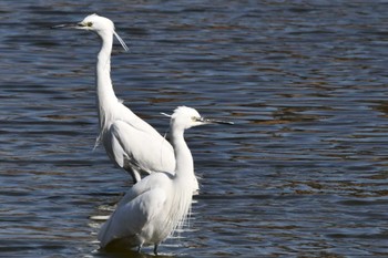 コサギ 葛西臨海公園 2024年3月7日(木)