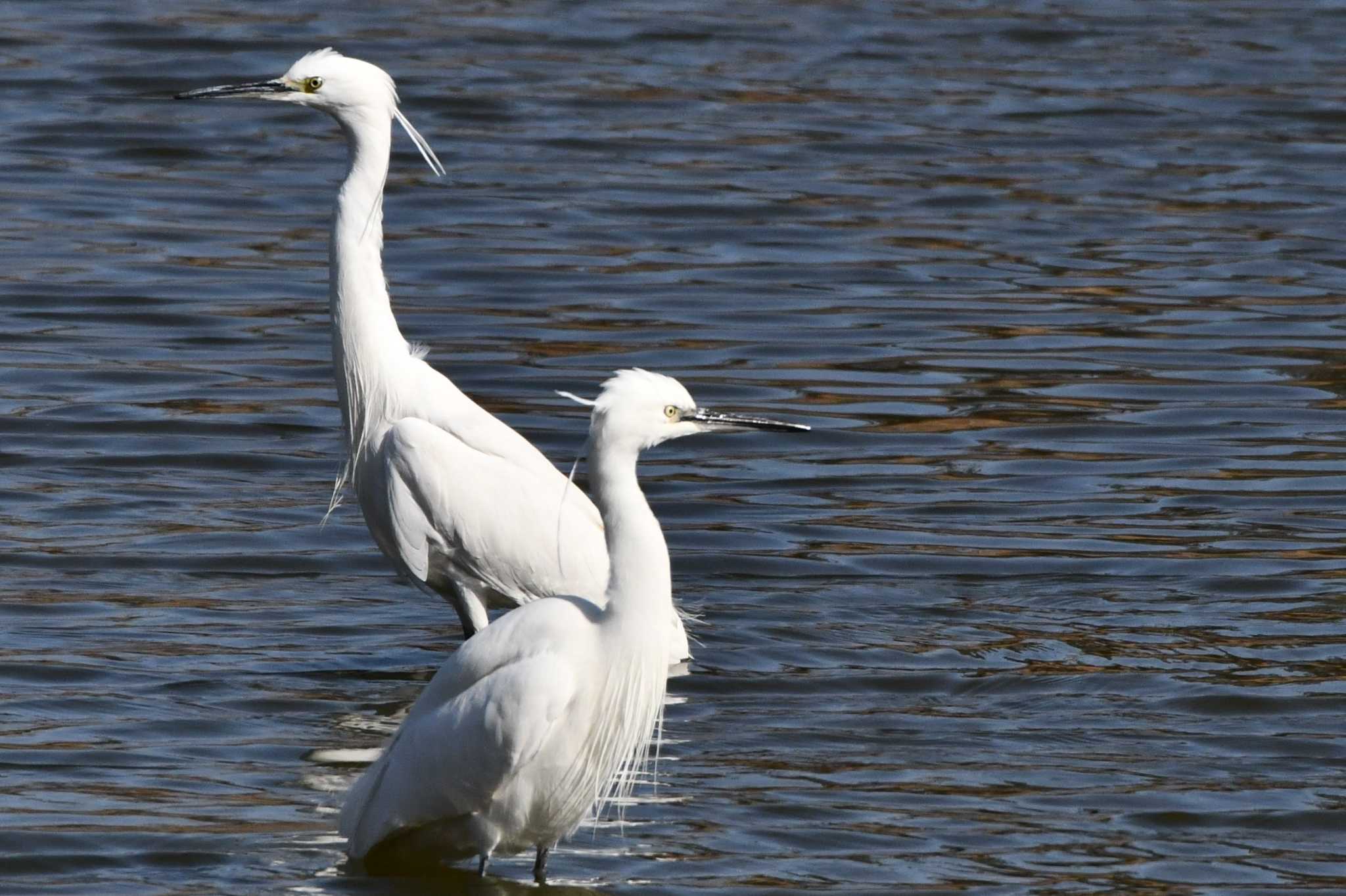 Little Egret