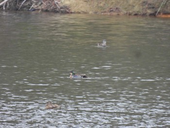 Baikal Teal 錦織公園 Fri, 3/8/2024