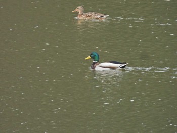 マガモ 錦織公園 2024年3月8日(金)