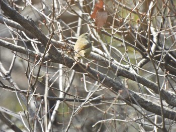 Japanese Bush Warbler 錦織公園 Fri, 3/8/2024