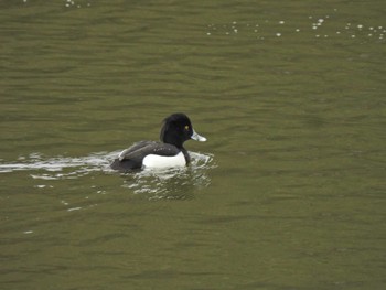 Tufted Duck 錦織公園 Fri, 3/8/2024