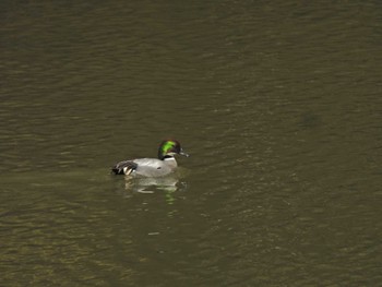 Falcated Duck 錦織公園 Fri, 3/8/2024