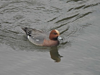 Eurasian Wigeon 錦織公園 Fri, 3/8/2024