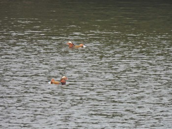 Mandarin Duck 錦織公園 Fri, 3/8/2024