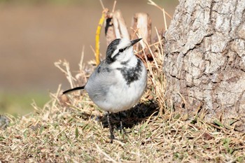 White Wagtail 生田緑地 Wed, 3/13/2024