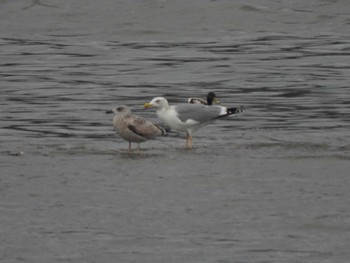 Vega Gull 片男波公園 Tue, 3/12/2024