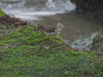 Water Pipit 片男波公園 Tue, 3/12/2024