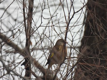 Grey-capped Greenfinch 片男波公園 Tue, 3/12/2024
