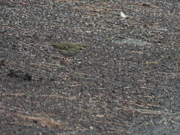 Olive-backed Pipit 片男波公園 Tue, 3/12/2024