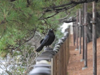 Carrion Crow 片男波公園 Tue, 3/12/2024