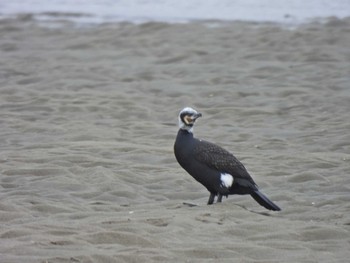 Great Cormorant 片男波公園 Tue, 3/12/2024