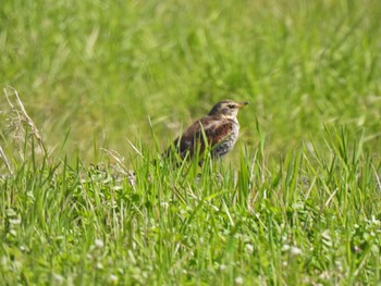 Dusky Thrush 和歌山県 Mon, 3/11/2024