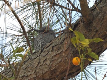 Brown-eared Bulbul 和歌山県 Sun, 3/10/2024