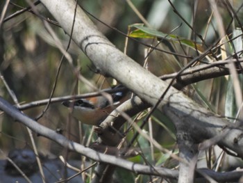 Bull-headed Shrike 和歌山県 Mon, 3/11/2024