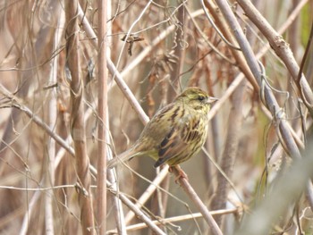 Masked Bunting 和歌山県 Wed, 3/13/2024