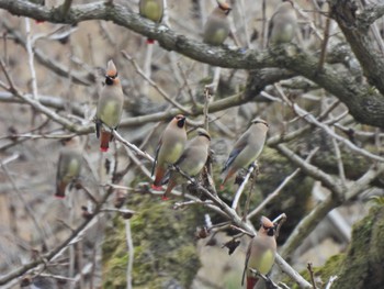 Japanese Waxwing 和歌山県 Wed, 3/13/2024