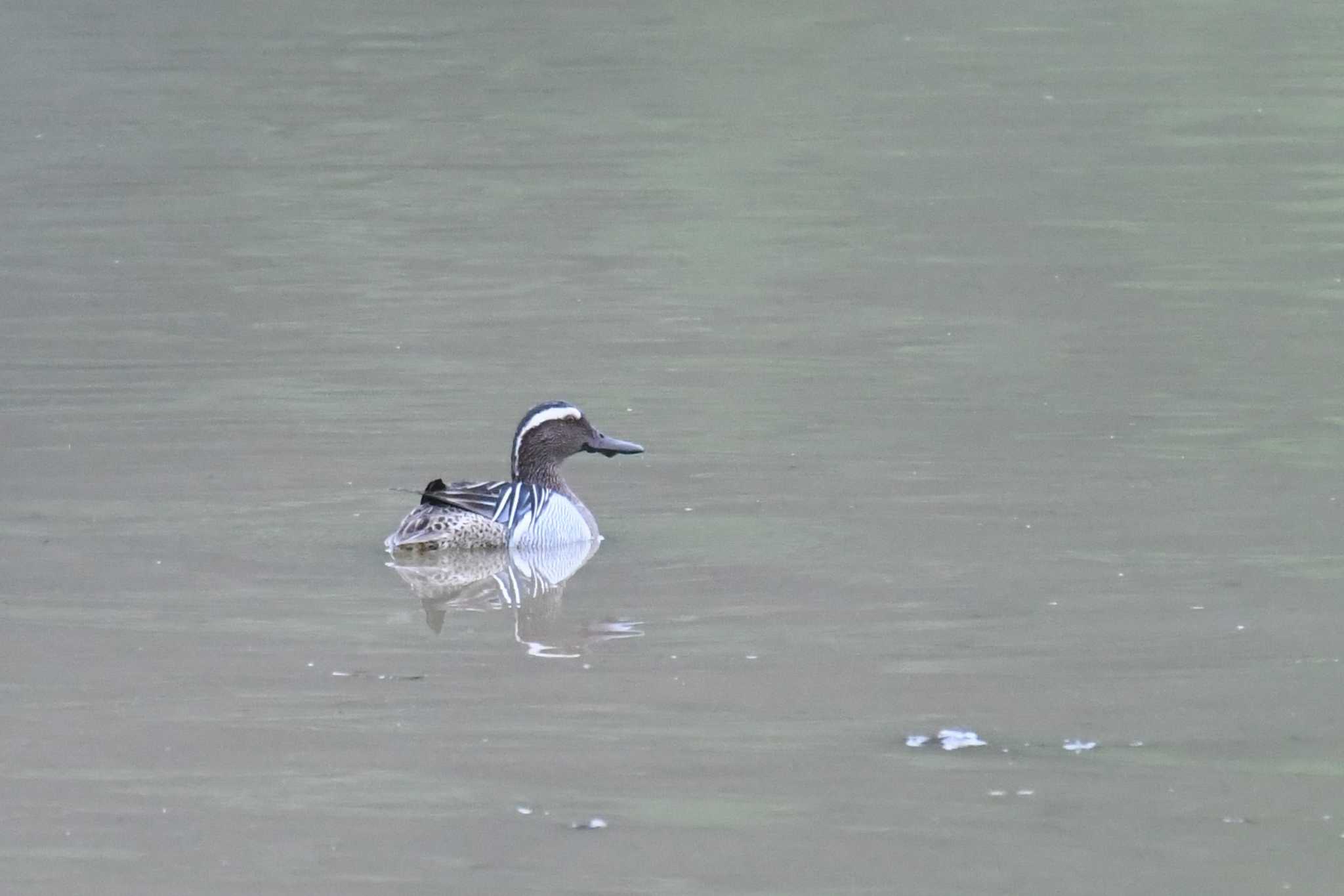 Garganey