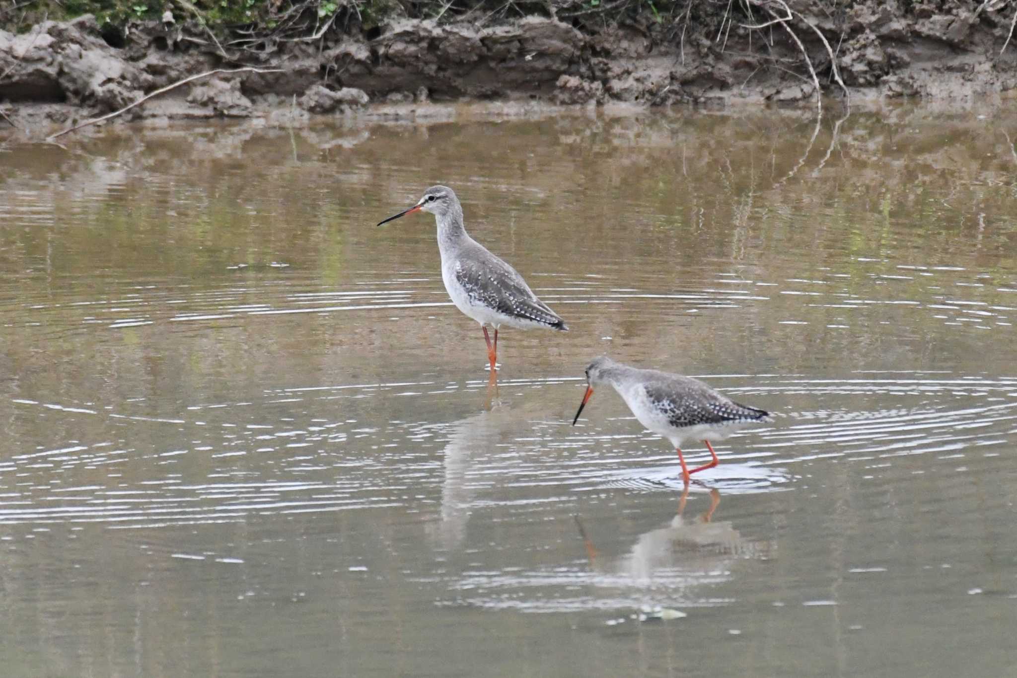 Common Redshank