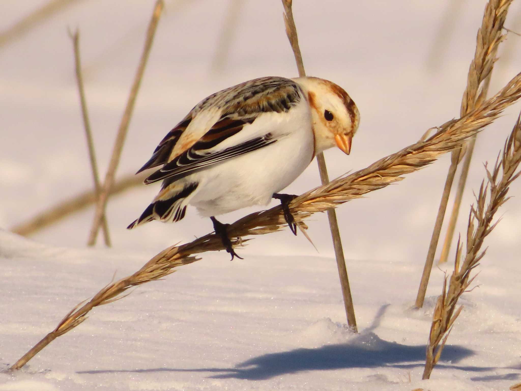 Snow Bunting