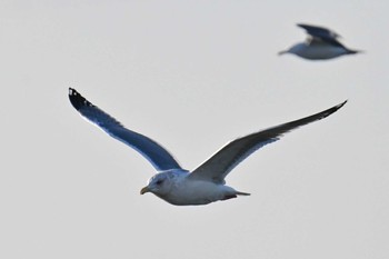 Slaty-backed Gull Choshi Fishing Port Sun, 3/3/2024