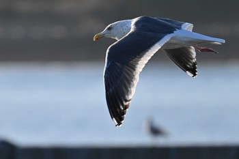 Slaty-backed Gull Choshi Fishing Port Sun, 3/3/2024