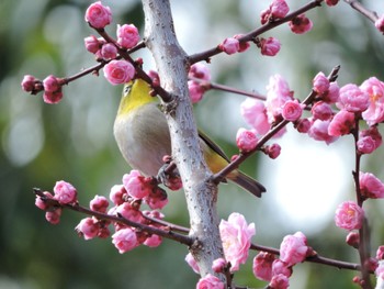 Warbling White-eye Osaka castle park Sun, 3/10/2024