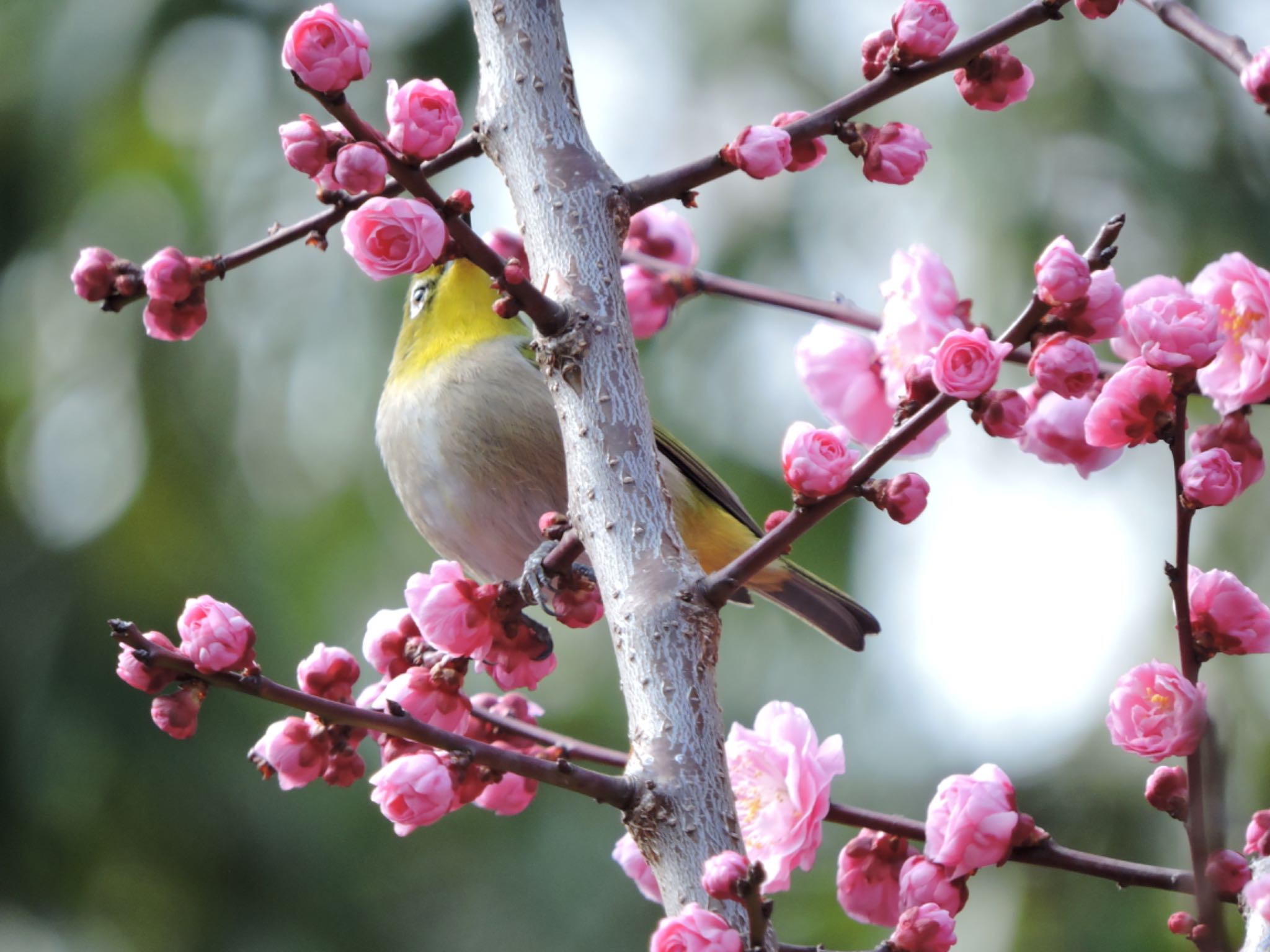 Photo of Warbling White-eye at Osaka castle park by 鉄腕よっしー