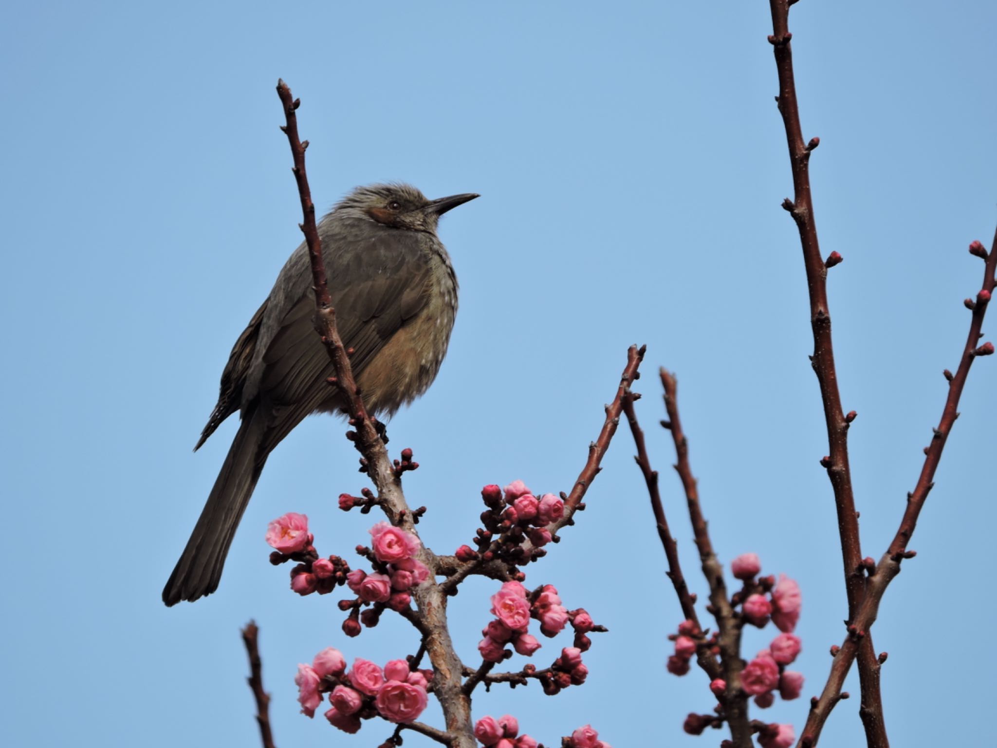 Photo of Brown-eared Bulbul at Osaka castle park by 鉄腕よっしー
