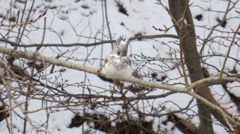 Crested Kingfisher 真駒内川 Thu, 12/1/2022