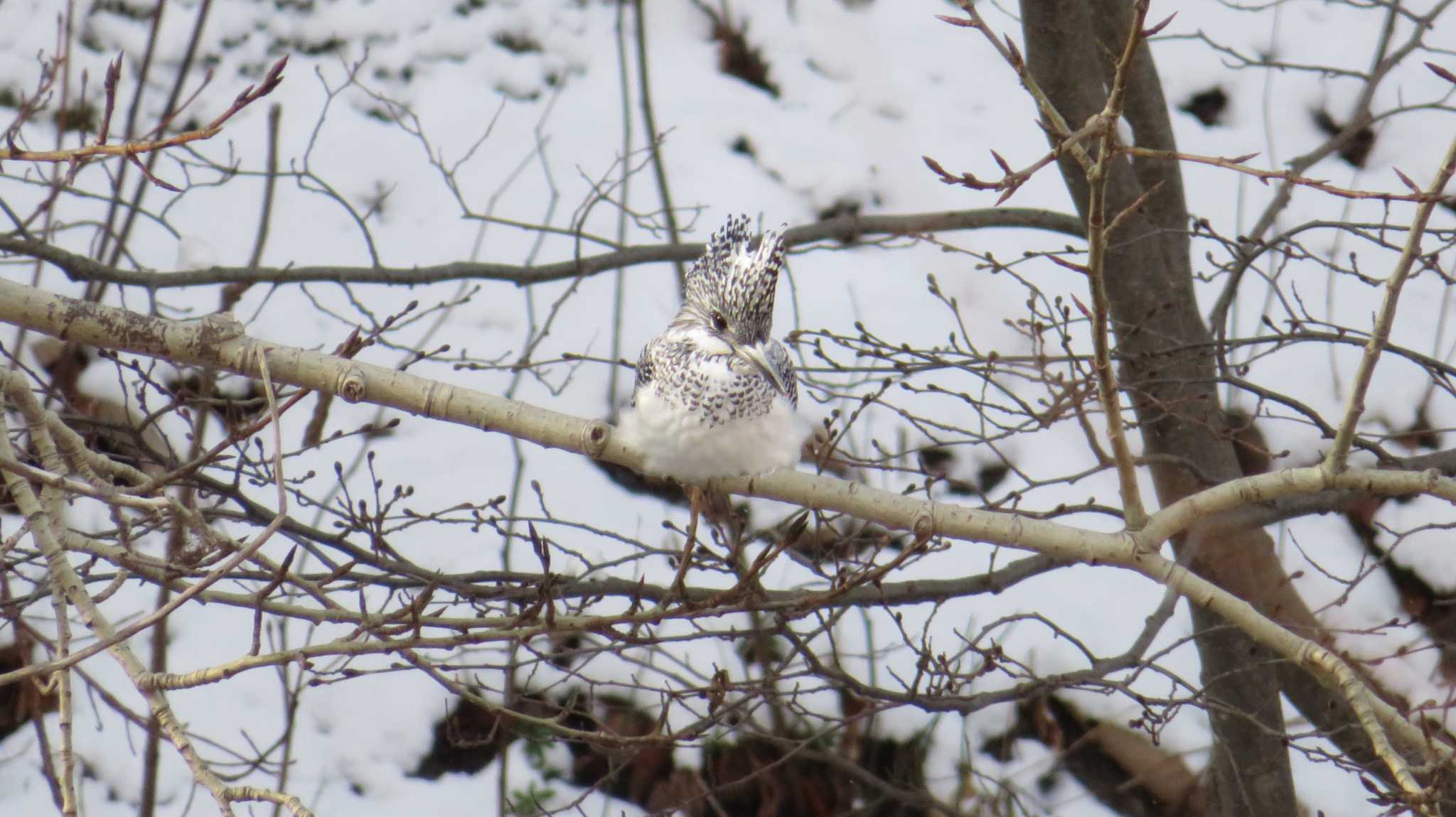 Photo of Crested Kingfisher at 真駒内川 by samasama3