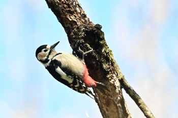 Great Spotted Woodpecker さいたま市 Sun, 3/10/2024
