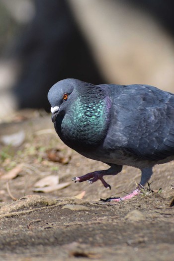 Rock Dove ＭＦ Wed, 3/13/2024