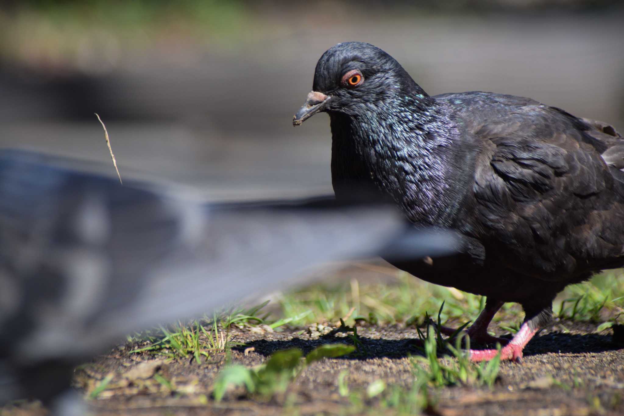 Photo of Rock Dove at ＭＦ by NM🐥📷