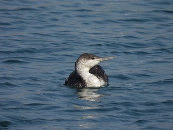 Red-throated Loon Unknown Spots Fri, 3/8/2024