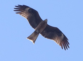 Black Kite 富岡総合公園(横浜市) Wed, 3/13/2024