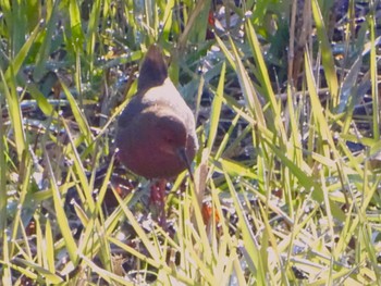 Ruddy-breasted Crake Maioka Park Wed, 3/13/2024