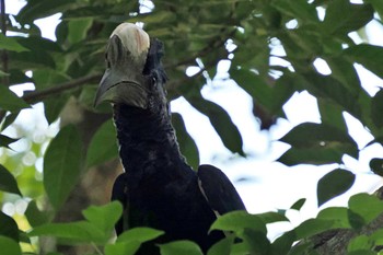 Black-and-white-casqued Hornbill ウガンダ Mon, 3/11/2024