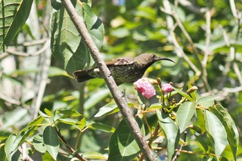 アメシストタイヨウチョウ