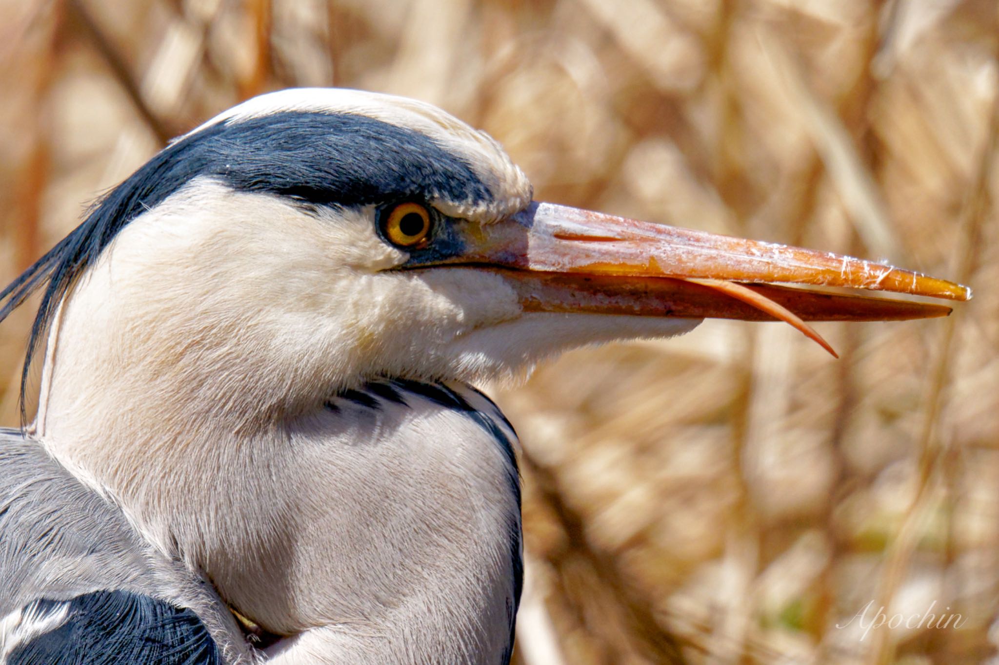 Grey Heron