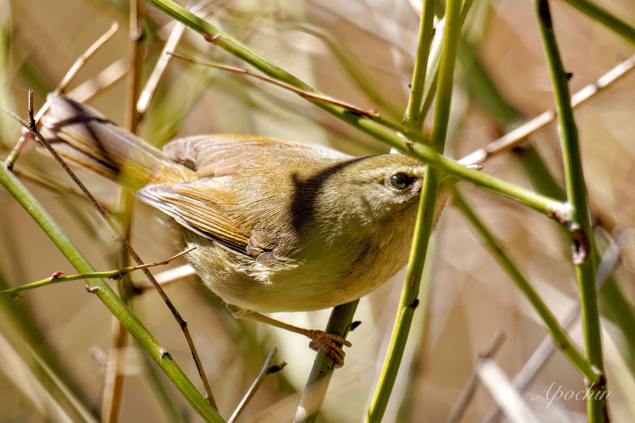 Photo of Japanese Bush Warbler at 善福寺公園 by アポちん