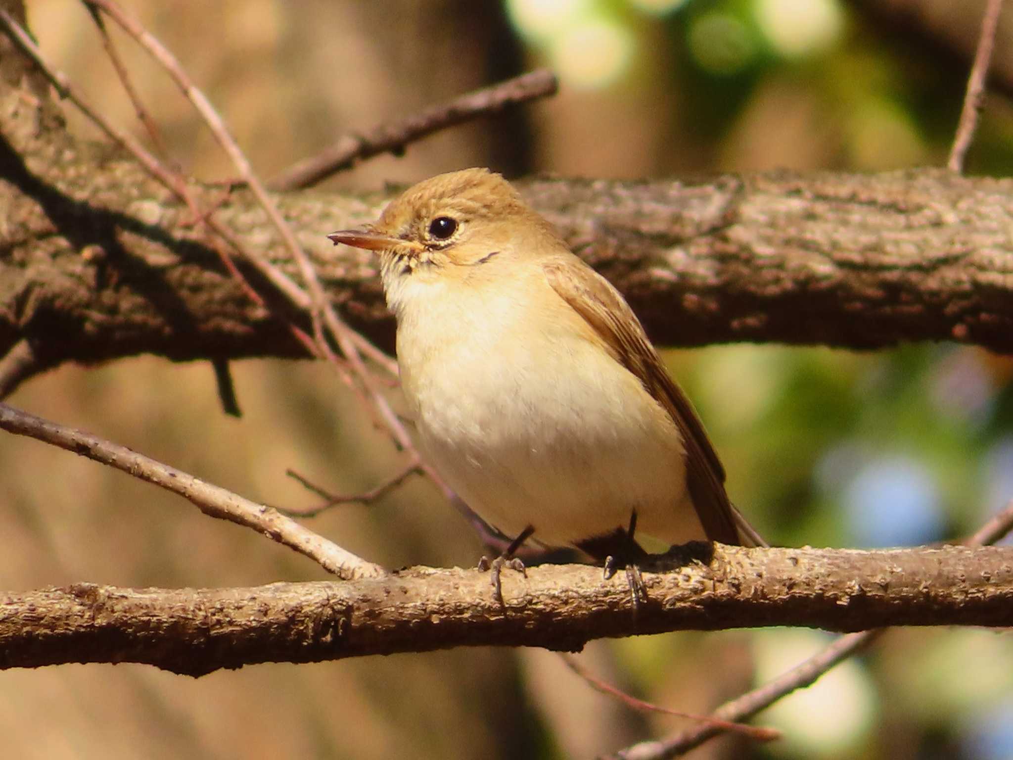 Red-breasted Flycatcher