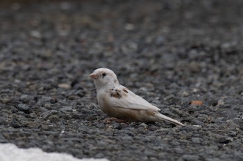 Eurasian Tree Sparrow Unknown Spots Thu, 3/14/2024