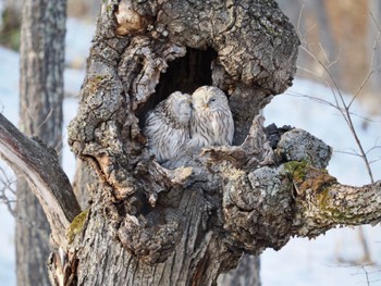 Ural Owl(japonica) 鶴居村 Sat, 2/24/2024