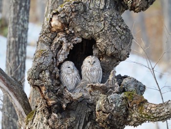 Ural Owl(japonica) 鶴居村 Sat, 2/24/2024