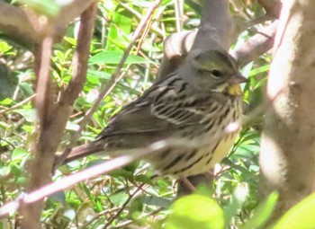 Masked Bunting Sayama Park Sun, 3/10/2024