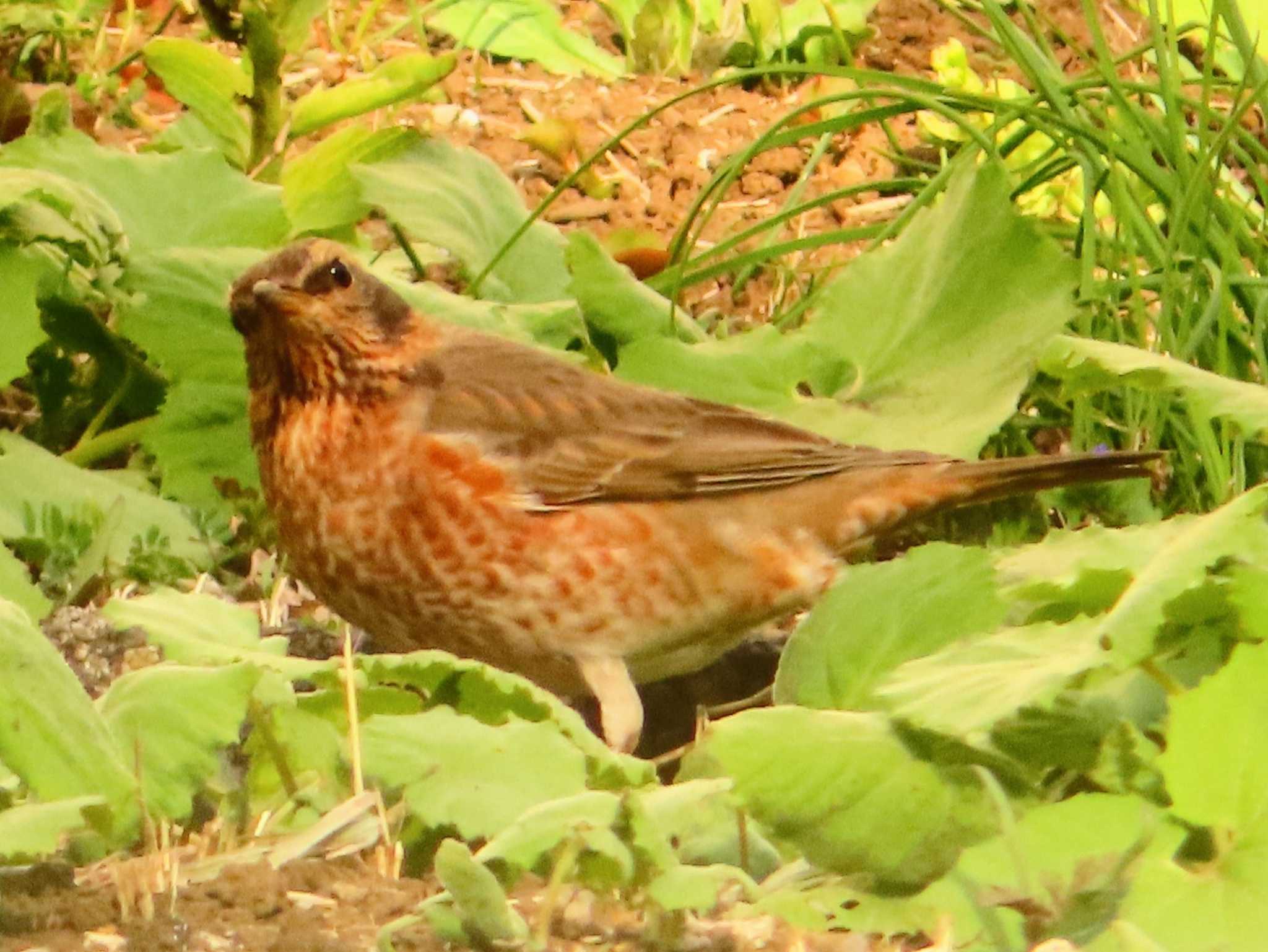 ハチジョウツグミ