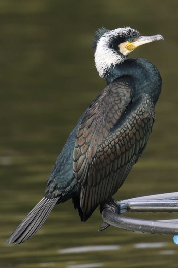 カワウ 明石公園 2024年2月4日(日)