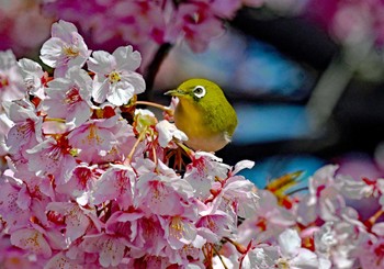 Warbling White-eye 世田谷区 Mon, 3/4/2024