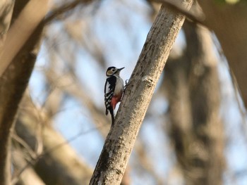 アカゲラ 秋ヶ瀬公園(ピクニックの森) 2024年3月9日(土)